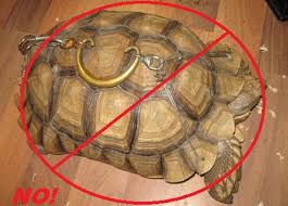 I'm trying to model a turtle's shell. Turtle Faq S Central Mississippi Turtle Rescue