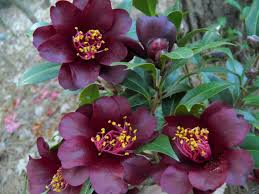 Camellia Night Rider A Hybrid Of Camellia Ruby Bells X Camellia Japonica Kuro Tsubaki Camellia Plant Camellia Plants