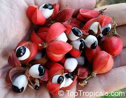 Image result for Paullinia