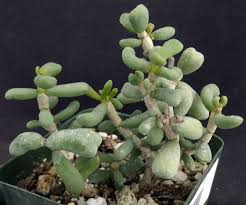 Image result for Thesium pygmaeum