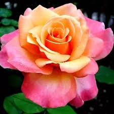 Giallo - rosa - Rose Ibridi di Tea - rosa del profumo discreto - Frénésie™  - Produzione e vendita on line di rose da giardino ???? PharmaRosa®