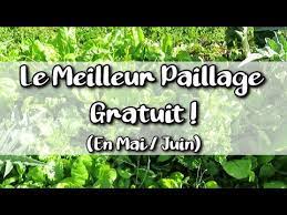 Maybe you would like to learn more about one of these? Mon Meilleur Paillage Vivant Gratuit Pour Mai Juin Au Jardin Potager En Permaculture Youtube