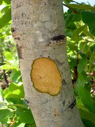 Image result for Monotes africanus