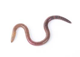 Are You Spotting Worms In Your Toilet