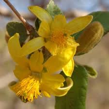 Image result for Grewia micrantha