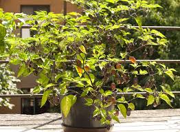 Bolivian bumpy is a beautiful bushy chilli variety. Chilli Forum Bolivian Bumpy