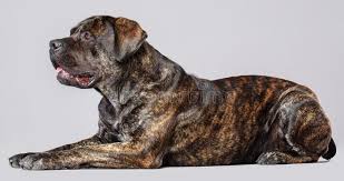 The boerboel rottweiler mix, is a mixed breed dog resulting from breeding the boerboel and the rottweiler. 618 Boerboel Hund Fotos Kostenlose Und Royalty Free Stock Fotos Von Dreamstime