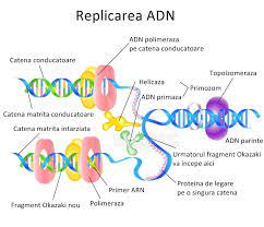 Cele doua catene de adn sunt complementare. Adn Ul Anatomie Si Fiziologie