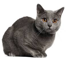 Chartreux Cat Breed Information Pictures Characteristics Facts
