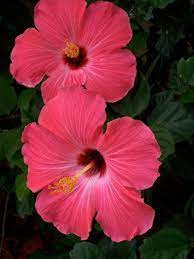 Over 33,567 hibiscus flower pictures to choose from, with no signup needed. Pink Hibiscus Flowers Free Stock Photos In Jpeg Jpg 1440x1920 Format For Free Download 535 28kb