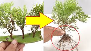 Image result for cuttings thujas