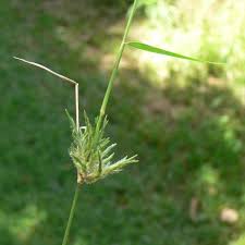 Image result for Entolasia