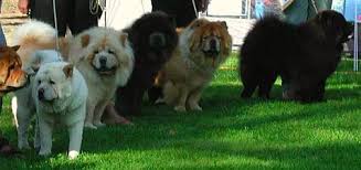 The breed is known for a very dense double coat that is either smooth or rough. Chow Chow Wikipedia