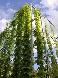 We did not find results for: Climbing Plants On Large Metal Structures
