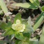 Image result for Enydra fluctuans