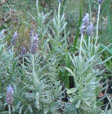 Image result for Lavandula dentata