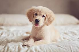 Golden Retriever Cute Cachorro Filhote De Cachorro Golden Retreivers Fotografia 35540710 Fanpop