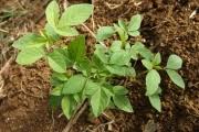 Image result for Cleome aculeata