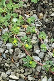 Image result for Alchemilla kiwuensis