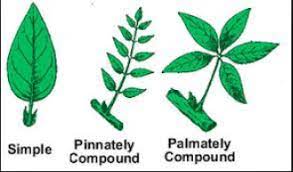 Some pinnately compound leaves branch again, developing… 10 Difference Between Simple And Compound Leaf With Examples Viva Differences