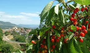Lanusei has many attractions to explore with its fascinating past, intriguing present and exciting future. Lanusei Sardegnaturismo Sito Ufficiale Del Turismo Della Regione Sardegna