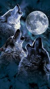 Alpha And Omega Wolf Levi X Reader Why Wolf Wallpaper Wolf Howling At Moon Wolf Spirit Animal