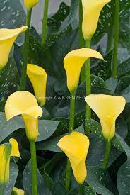 Zantedeschia Calla Lily Yellow With Spotted Foliage Leaves Zantedeschia Planting Flowers Calla Lily