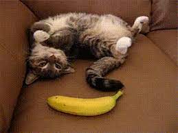 banana funny cat videos brave animals cats