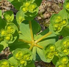 Image result for Euphorbia spissiflora