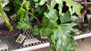 How to care for philodendron plants: Hope Philodendron Plant Care Donna Joshi Youtube