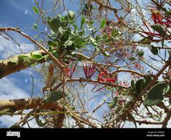 Image result for Parkinsonia africana