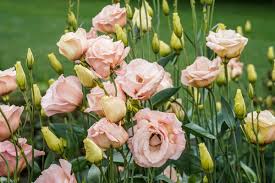 Image result for eustoma lisianthus in garden