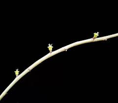 Image result for Euphorbia espinosa