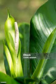 Image result for dieffenbachia flower