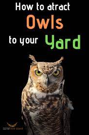 How To Attract Owls To Your Yard Wild Birds Owl Bird