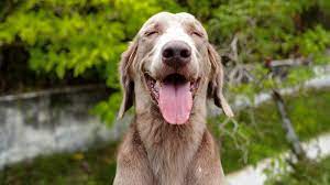 Rabies bordetella (intranasal) bordetella (injectable) dhlpp k9 influenza lyme feline leukemia (felv) fvrcp *by law, we are required to send rabies certificates to washington county animal control after administering the rabies vaccine. Complete Care Companion Care