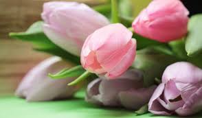Hand delivered flowers to germany, order online from the uk. Morning Briefing Amazon Ebay Awards Kaiser Kraft Zalando Zahlen 1 800 Flowers Orderchamp Ehi Studie Gls Germany Embedded Finance Studie Youtube