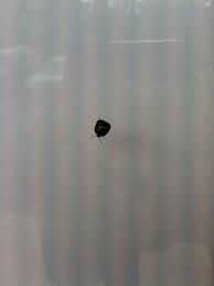 Globular Stink Bugs Also Known As Kudzu Bugs Stink Bugs Are Attracted To Light And Warmth You Will Most Likely Be Seeing Them On Stink Bugs Exterminator Bugs