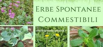 Fiori gialli spontanei inverno / numerosi sono i fiori invernali spontanei che possiamo vedere girando nel scarica questa immagine gratuita di fiori spontanei gialli dalla vasta libreria di pixabay di. 12 Erbe Spontanee Commestibili Che Fanno Bene Alla Salute Verde Azzurro Notizie