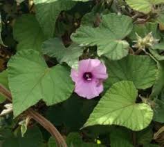 Image result for Ipomoea wightii
