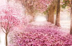 Sakura is japanese symbol tree, cherry blossom background. Japanese Cherry Blossom Tree Background Mister Wallpapers