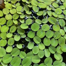 Image result for Salvinia hastata