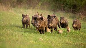 La roumanie est réputée pour ses gros sangliers. Video Chasse Du Sanglier En Bretagne
