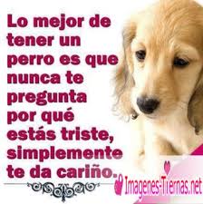 Perros Animados Bebes Imagui Descarga estas imagenes de perritos para tu celular gratis. perros animados bebes imagui