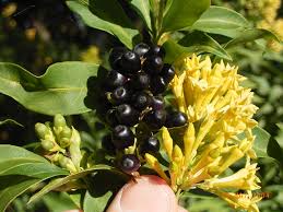 Image result for Cestrum