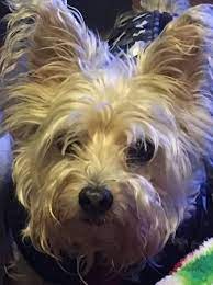 25 Pets Needing Forever Homes Ideas Pets Animals Dogs