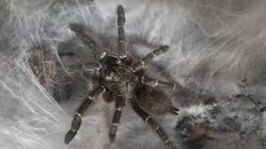 Image result for Sphenostylis zimbabweensis