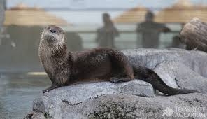 Meet Our Otters From Texas State Aquarium Meet Ari And Merlin The North American River Otters In Texas State Aquarium S Otter River Otter Otters Otter Creek