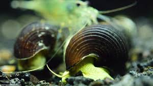 Rabbit Snail Care Breeding Feeding Tankmates Video 2020
