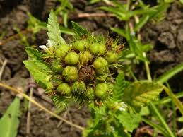 Image result for Melochia